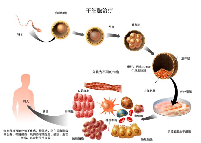 干细胞最新研究成果揭示重塑医学未来的关键突破